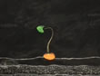 Germinador