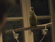 Loro