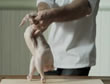 Pollo