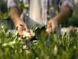 Jardinería