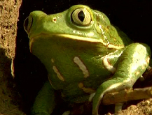 Animalitos