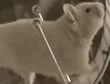 Hamster