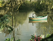 Caimán