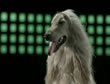 Perro 2