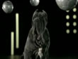 Perro 3