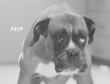 Perro