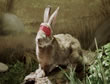 Conejo