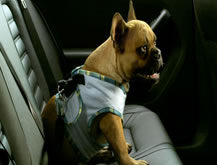 Petshop