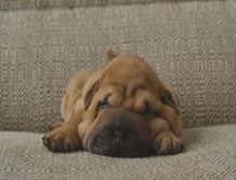 Perro Preocupado