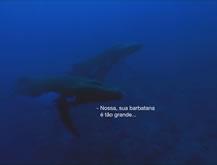 Barbatana