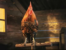 Gallo
