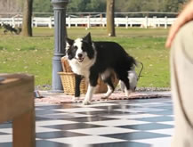 Perro