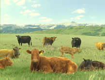 Vaca