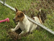 Perrita