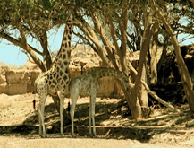 Jirafa