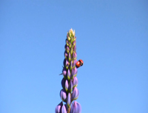 Mariquita