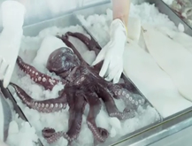 Pulpo