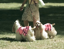 Perrito