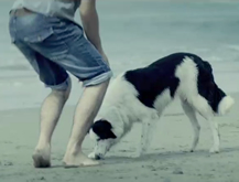 Perro