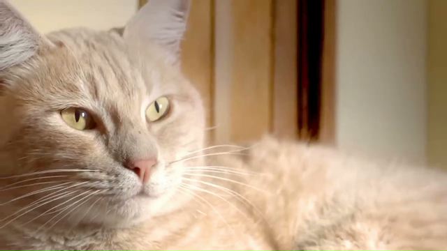 Le Gató