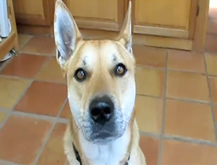 Perro