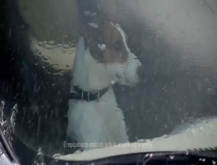 Perro