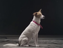 Adopta un perrito