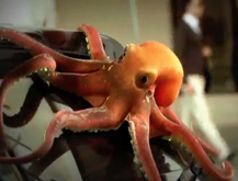 Polvo