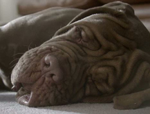 Perro