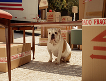Bulldog