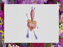 Agapanthus