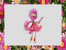 Gerbera