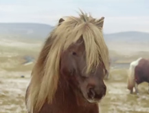 The Pony