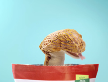 Serpiente con Aliaga