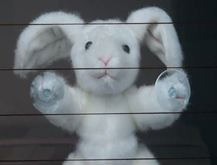 A teddy tragedy