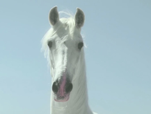 Caballo