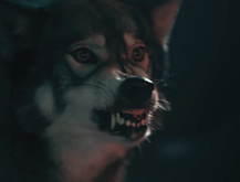 Lobos