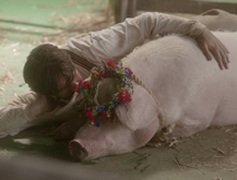 Amor Porcino