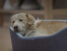 Dormidos