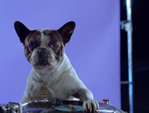 Perro