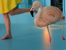 Flamingo