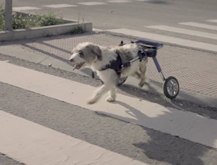 Perro
