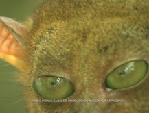 OJOS