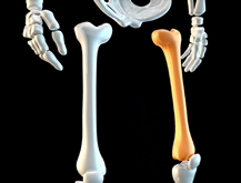 Femur