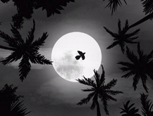 Dark by Nature