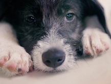 Priceless Pets