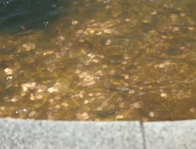 Fuente