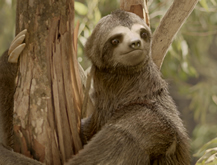 Sloth