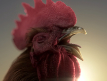 Gallo