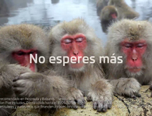 Monos Japoneses